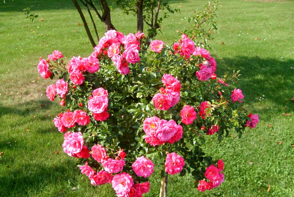 Rose garden blooming flower red flower