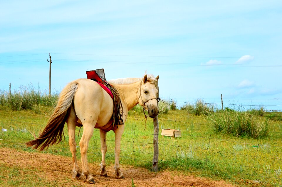 Inner mongolia horse gol