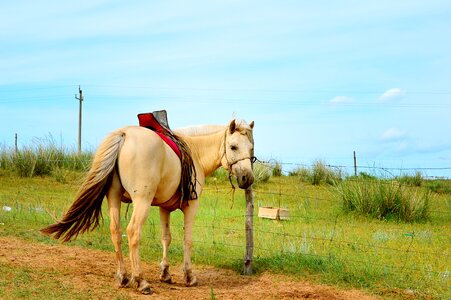 Inner mongolia horse gol photo