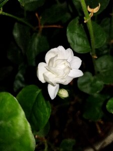 Beautiful flowers elegance
