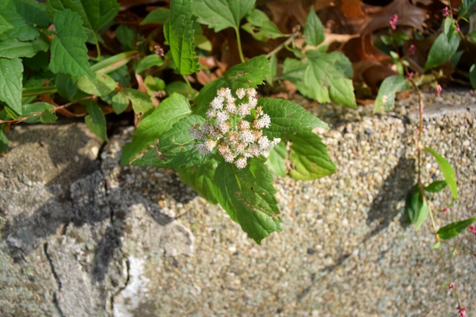 Leaves brick