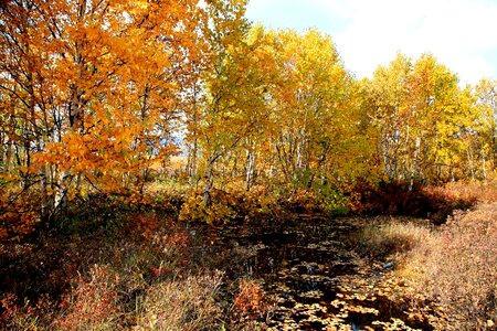 Golden autumn listopad trees