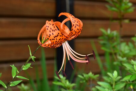 Lily night lily love or