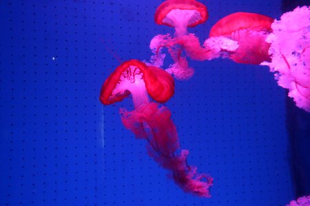 Animal jellyfish red photo