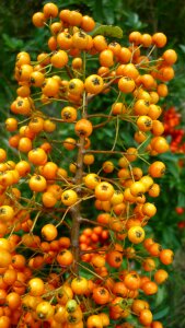 Yellow berries meadow