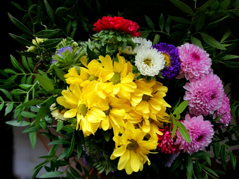 Rosa green chrysanthemums
