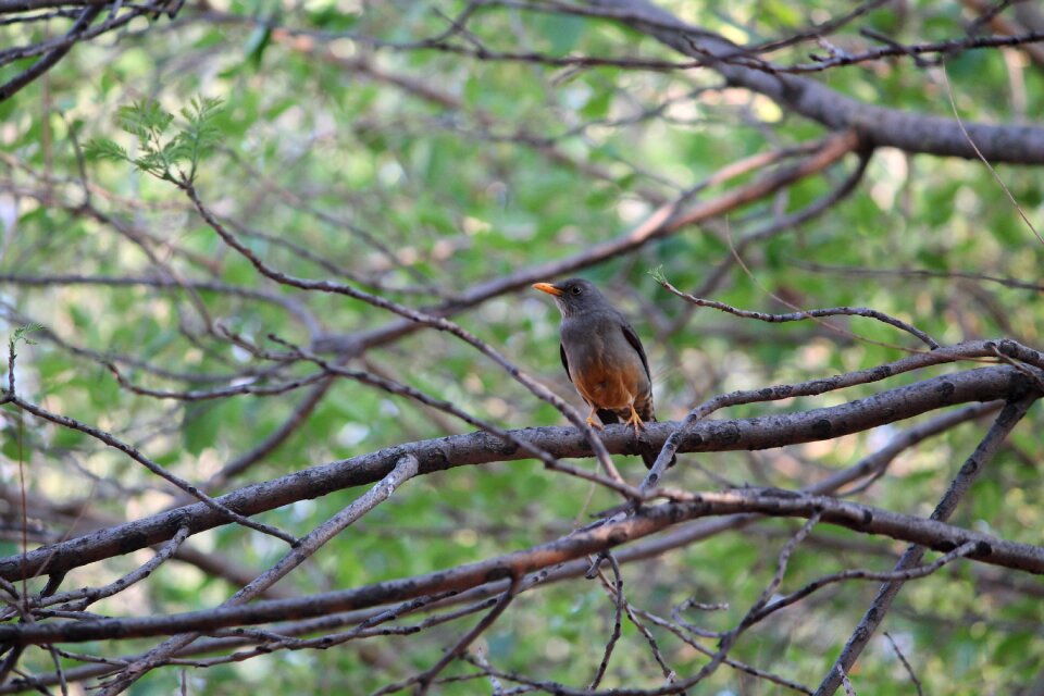 Branch tree nature