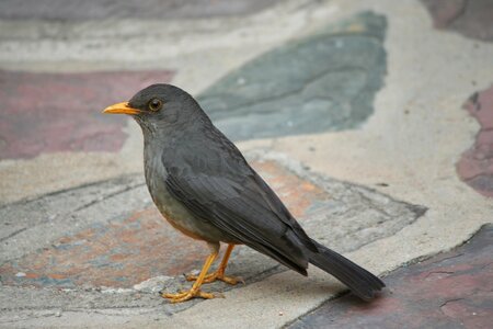 Bird olive thrush