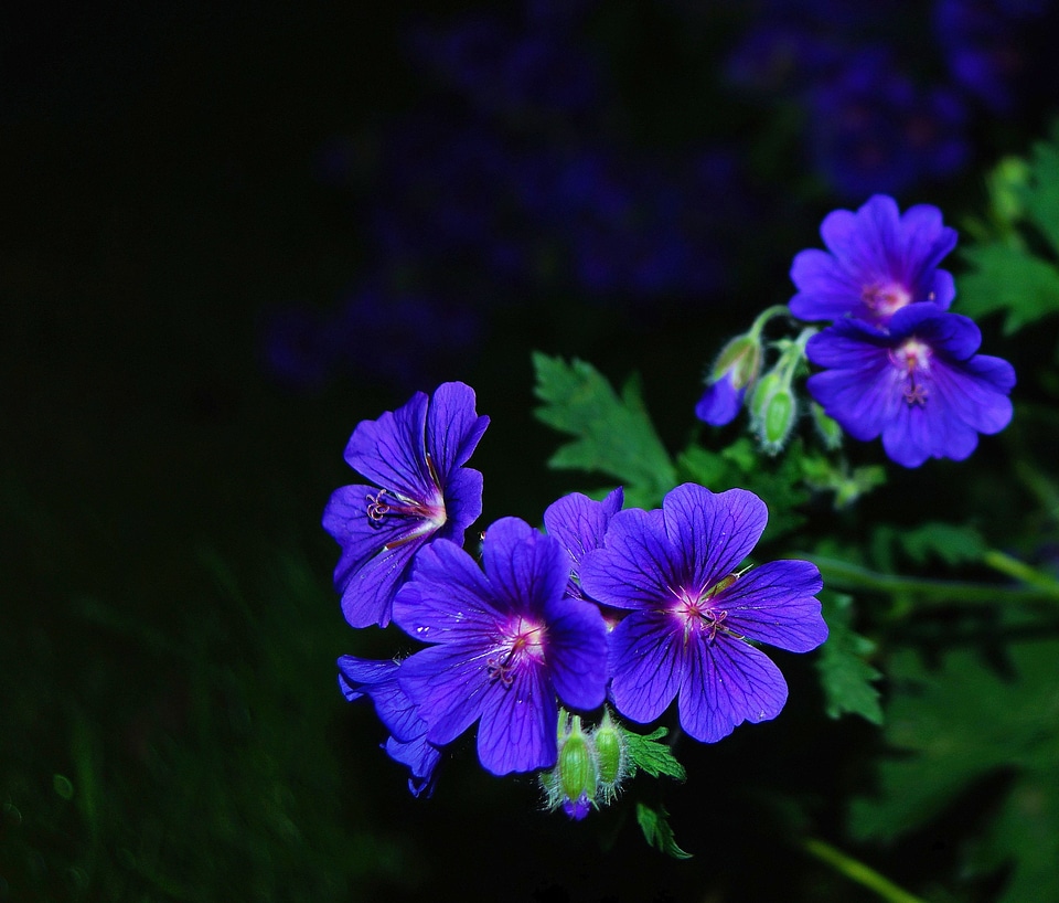 Blue at night flower garden