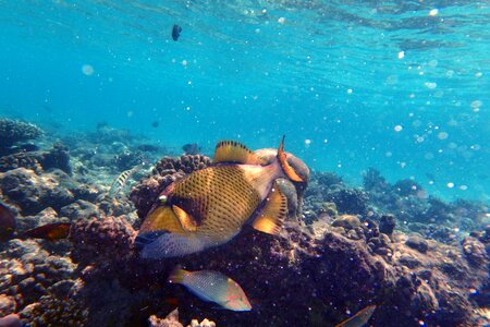 Sea water dive