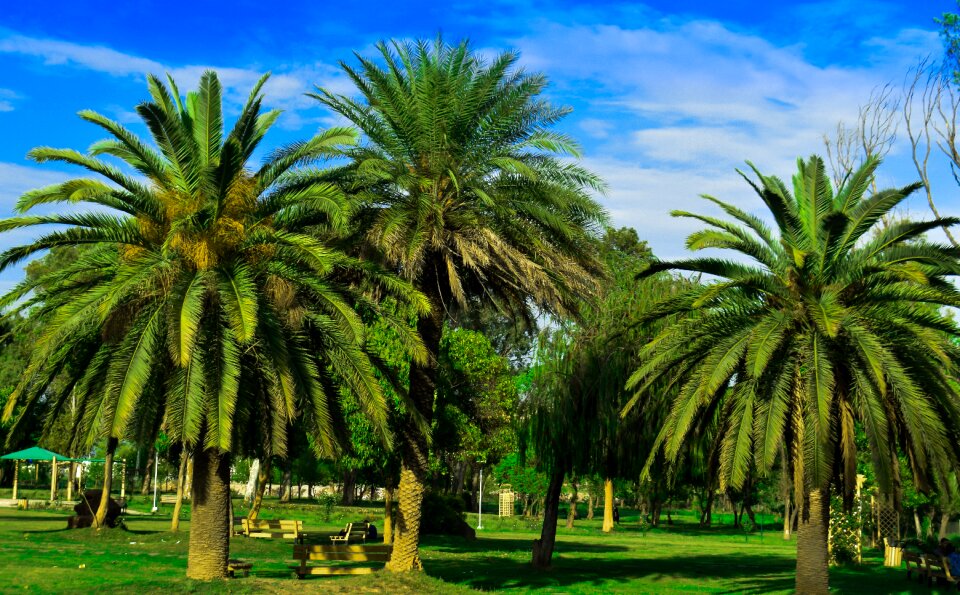 Nature tree landscape