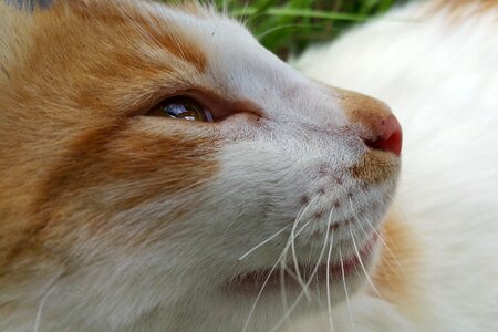 Whiskers eye photo
