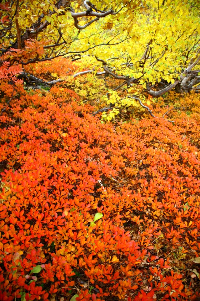Colorful leaves yellow leaves nature