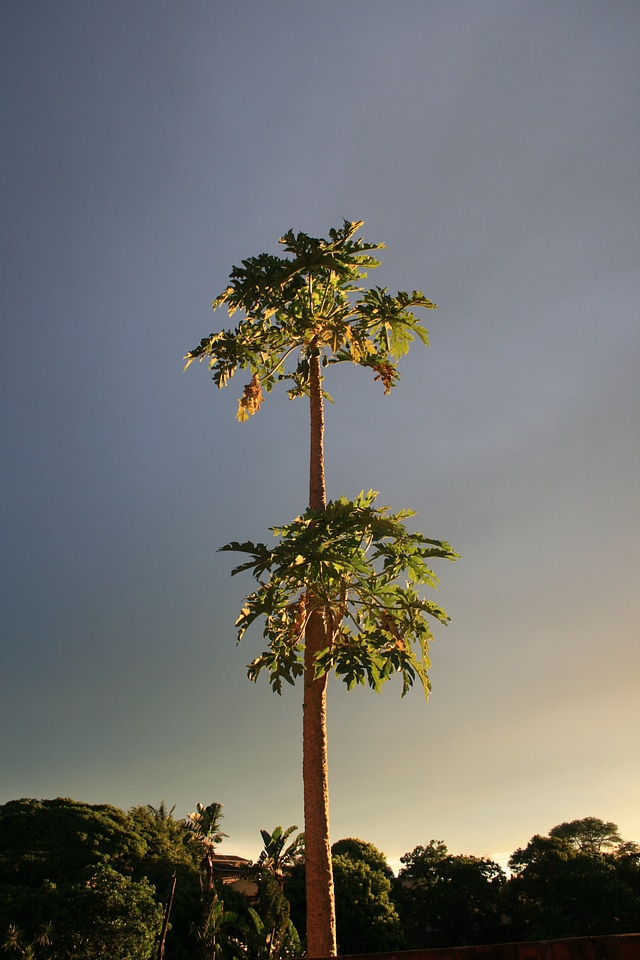 Subtropical plant tree