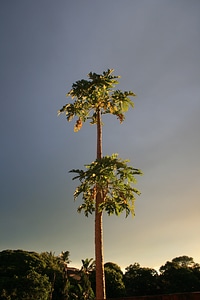 Subtropical plant tree