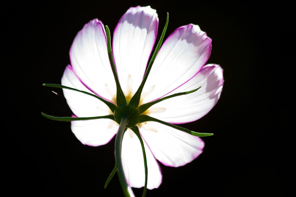 Leaflet leaved schmuckblume kosmee plant