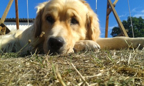 Summer dry grass