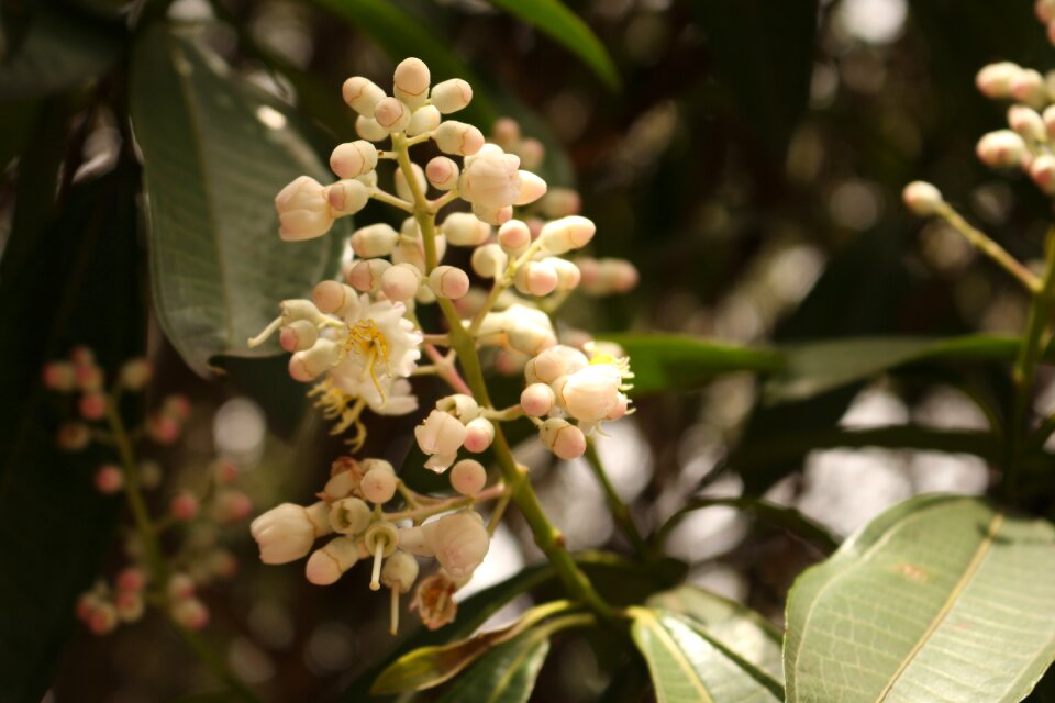 Nature beauty spring