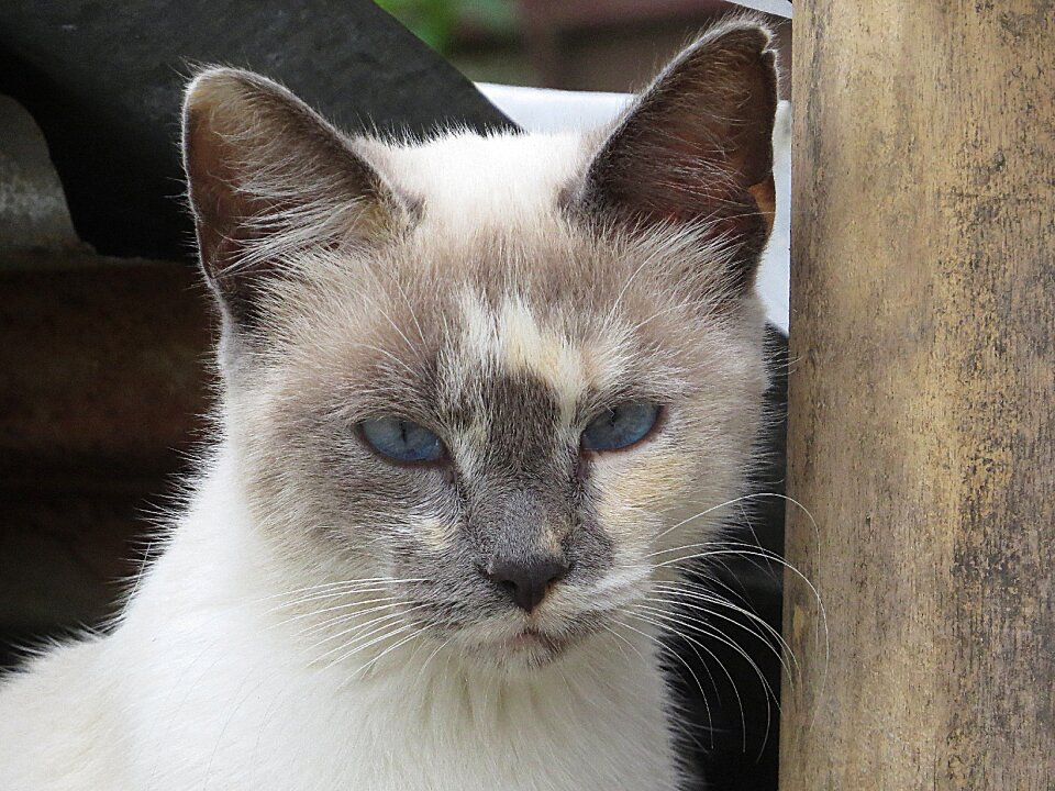Feline gata colombia