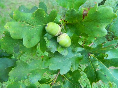 Foliage tree plant