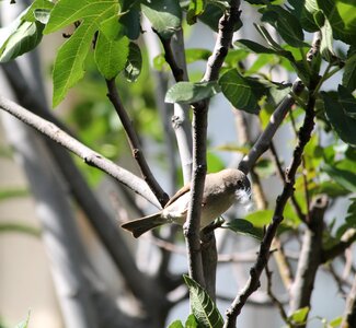 Gathering nest nature photo