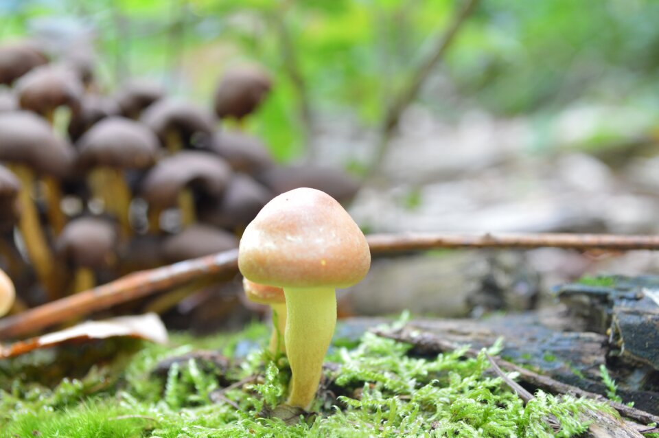 Forest cooking