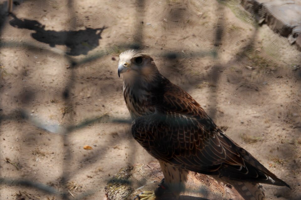 Birds falcon raptor