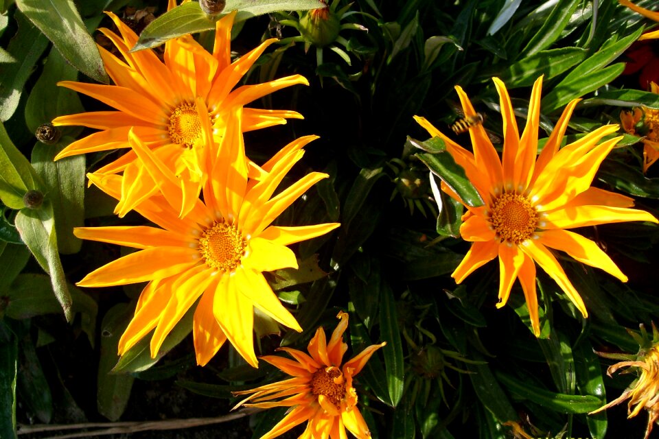 Plant nature ornament