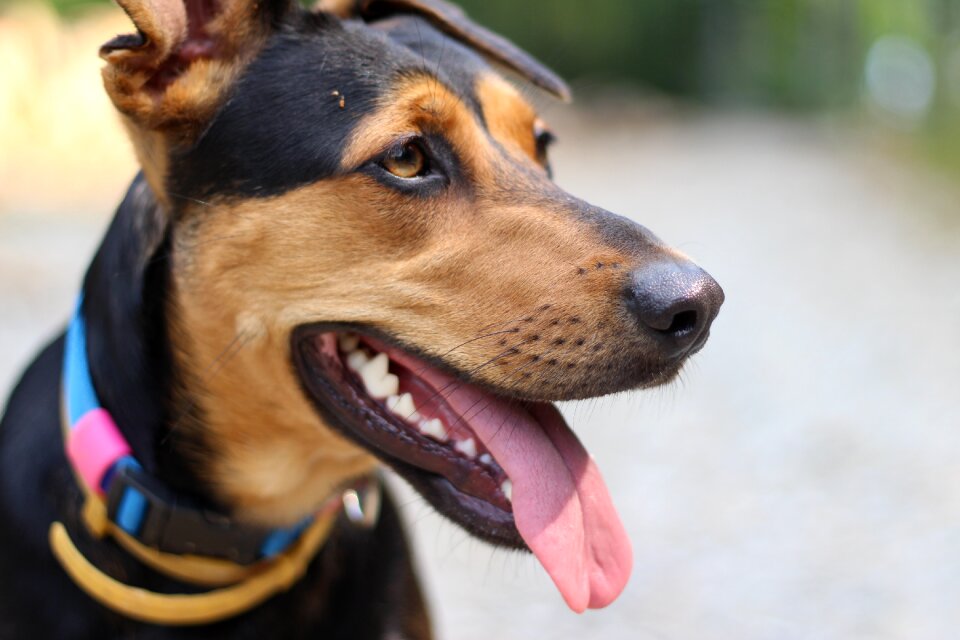 Pet tongue happiness