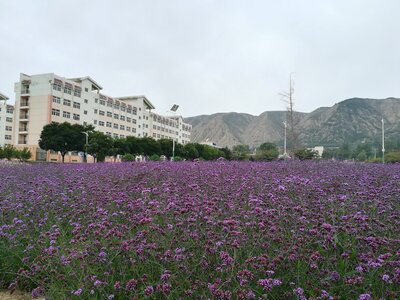 Verbena bonariensis the purple yan flower beauty photo