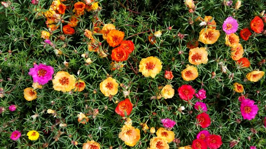 Nature plant floral