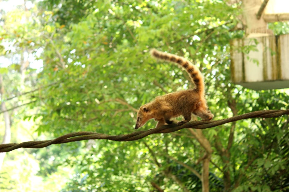 Nature mammal cute