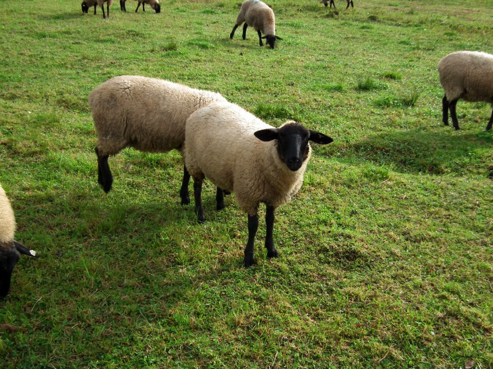 Sheep suffolk ranch