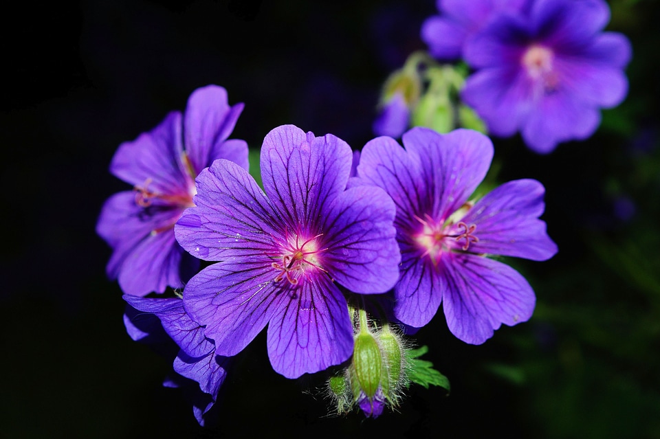 Blue flower garden atmosphere