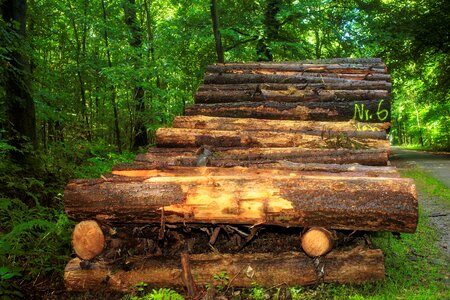 Wood money marketing