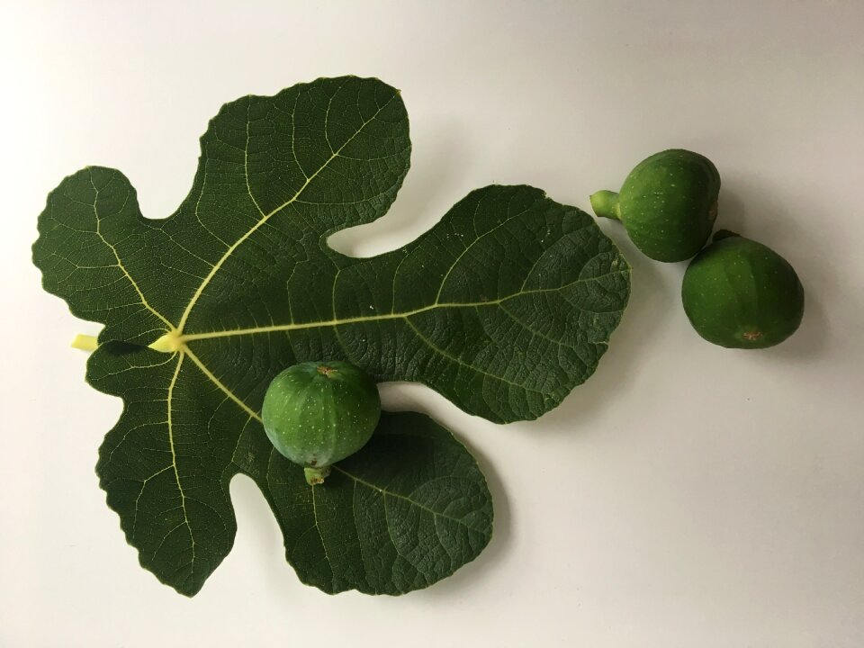 Fruit fresh nature