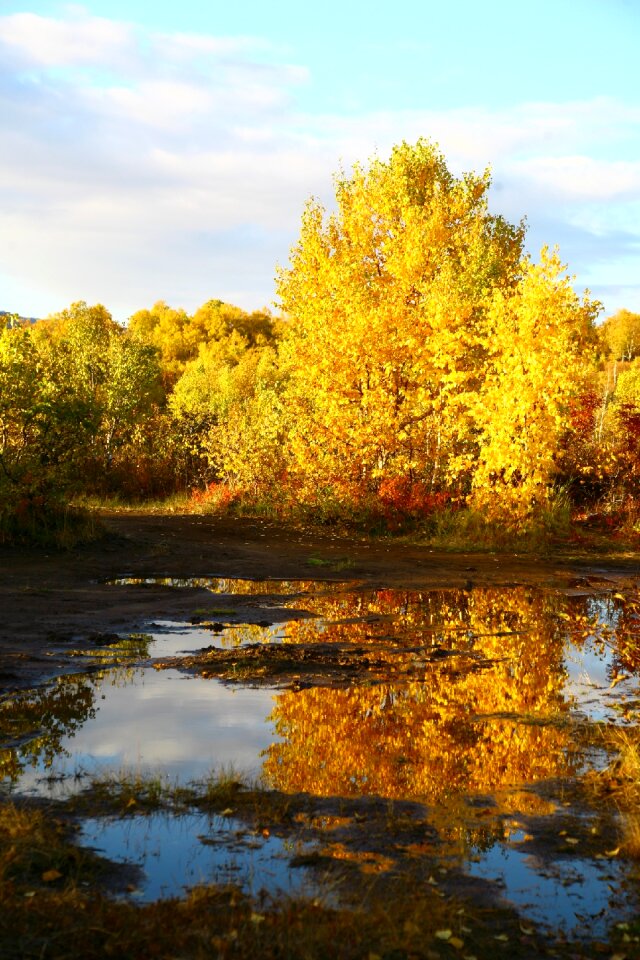 Reflection autumn forest golden autumn photo