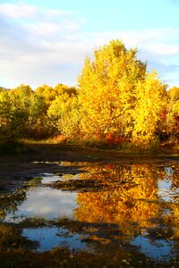 Reflection autumn forest golden autumn