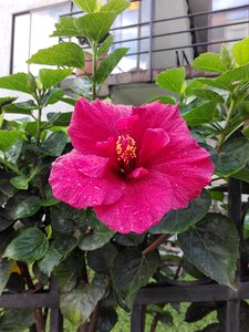 Pink pink flower garden