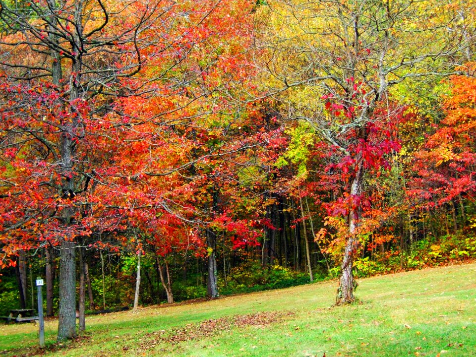 Trees color orange