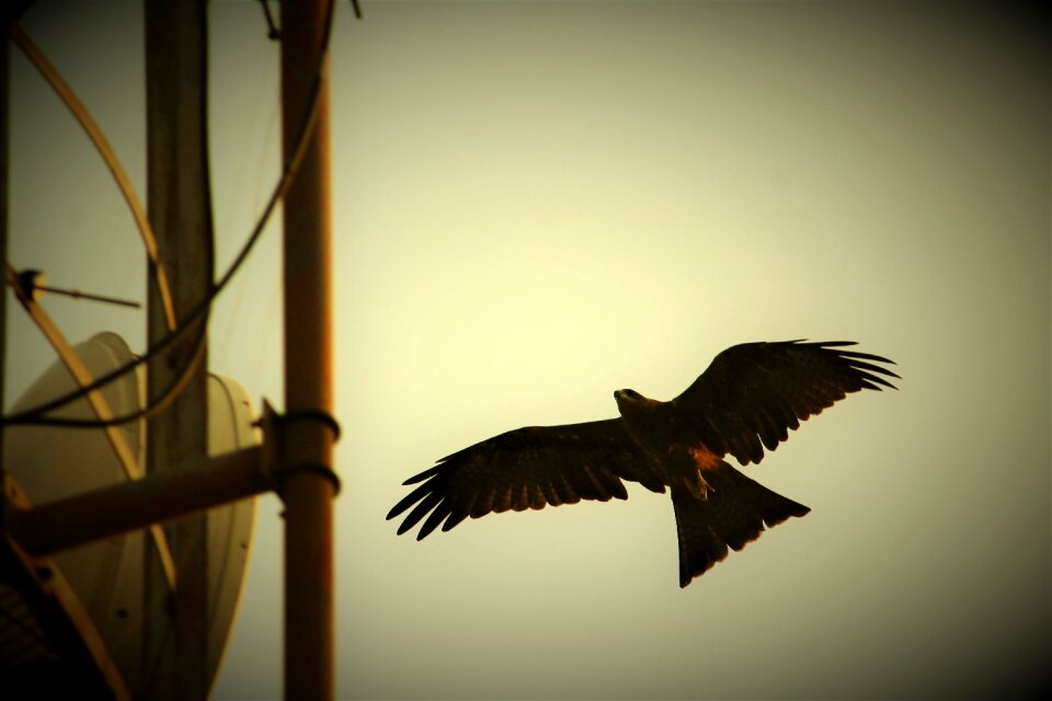 Milvus migrans predator flight
