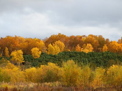 Golden autumn listopad trees