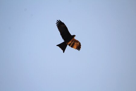 Bird predator flight