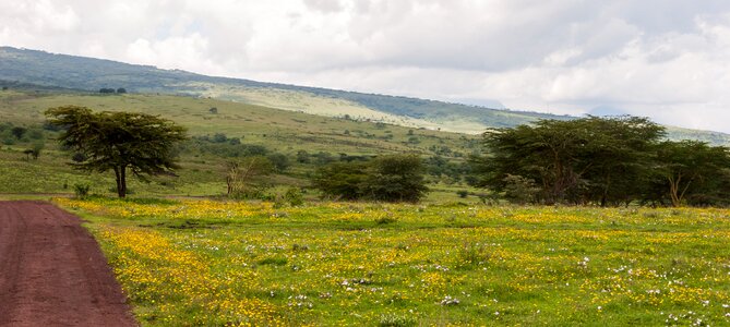 Tanzania nature green