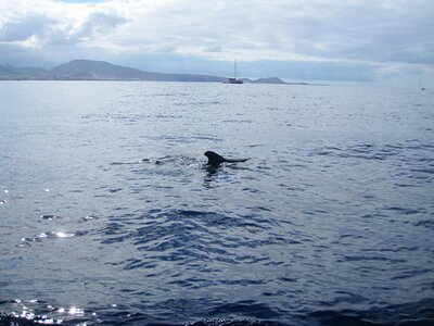 Whale sea holiday