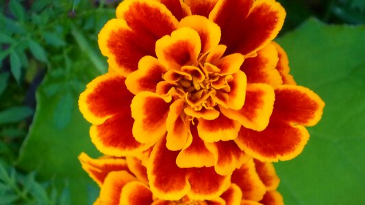 Yellow red brown front yard