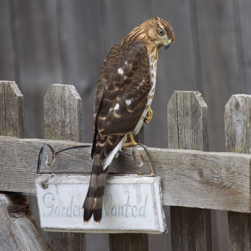 Bird raptor hunter