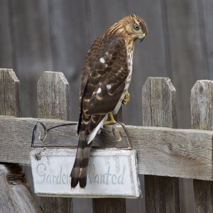 Bird raptor hunter photo