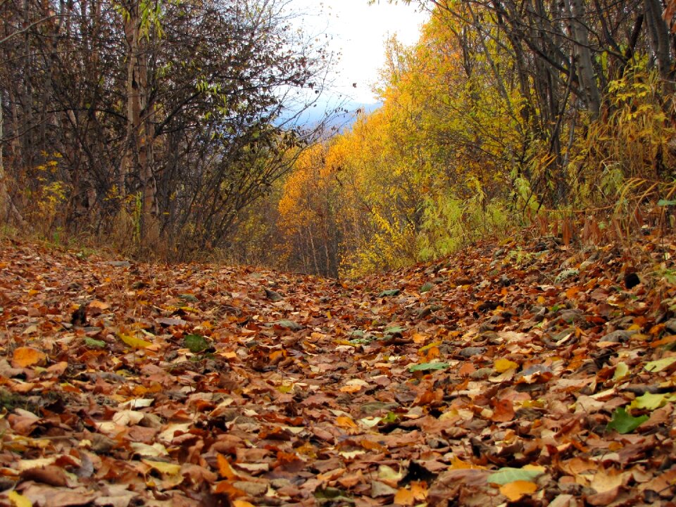 Golden autumn listopad trees