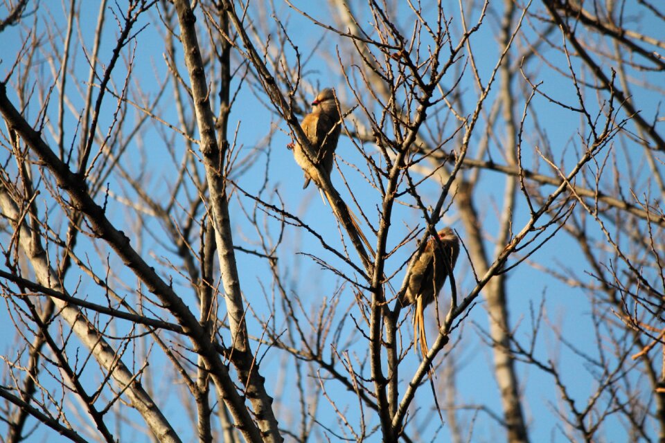 Pair tree morning sun